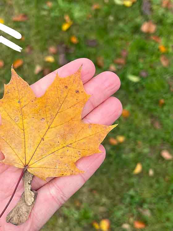 Achtsamer Jahresausklang: Wald der Wünsche