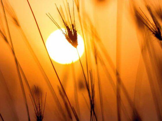 Sonnenuntergang für den Waldbade-Termin am 27.10.2024: Achtsam und bewusst Abschied nehmen. Themen-Waldbaden "Trauer und Abschied in der Natur"