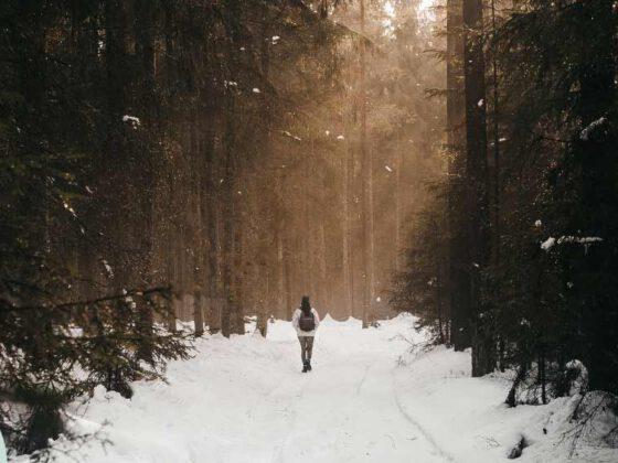 Winterliches Waldbild für dem Waldbade-Termin am 08.12. für einen achtsamen Jahresabschluss 2024